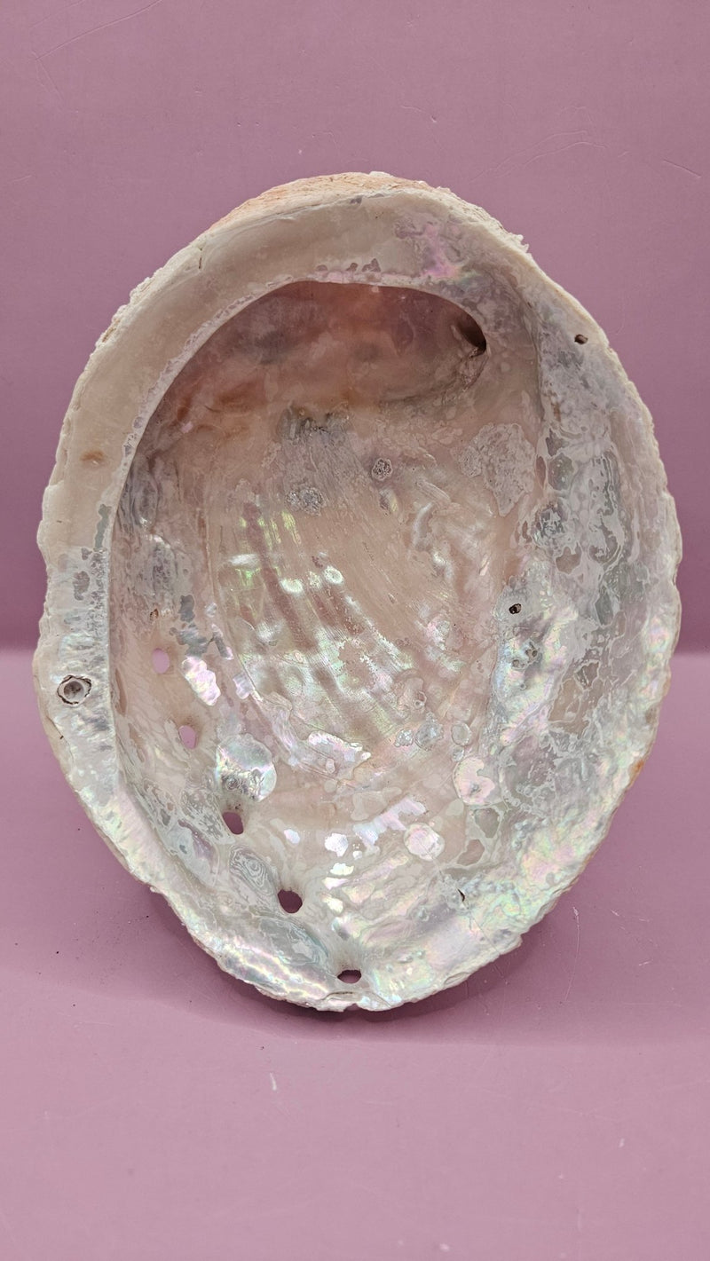 Pink Abalone Shell - 7"x5.5" Iridescent Decorative Shell for Crafts, Smudging, and Décor - ShelllsLoving Coastal Living