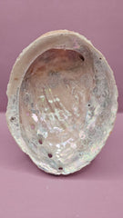 Pink Abalone Shell - 7