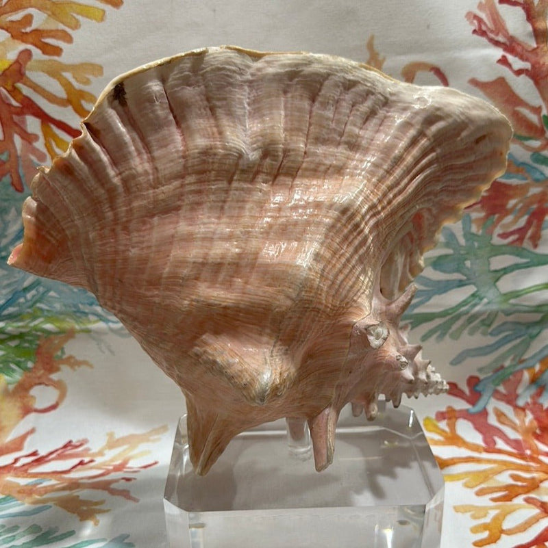 Pink Conch on Acrylic Base - Tideline