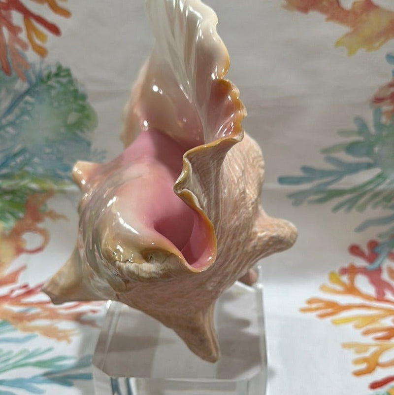 Pink Conch on Acrylic Base - Tideline