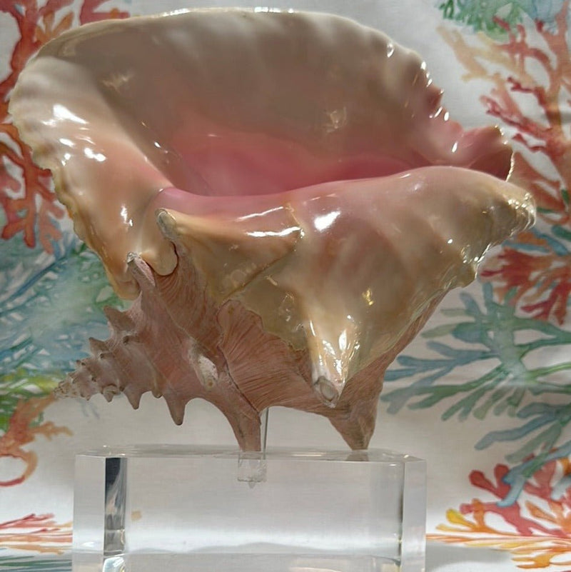 Pink Conch on Acrylic Base - Tideline