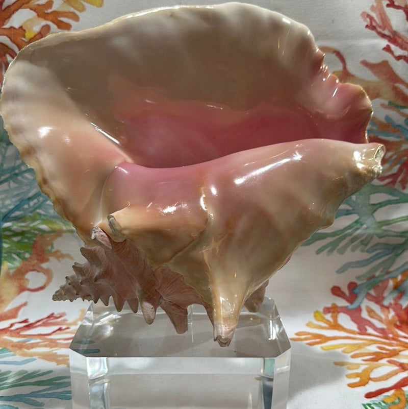 Pink Conch on Acrylic Base - Tideline