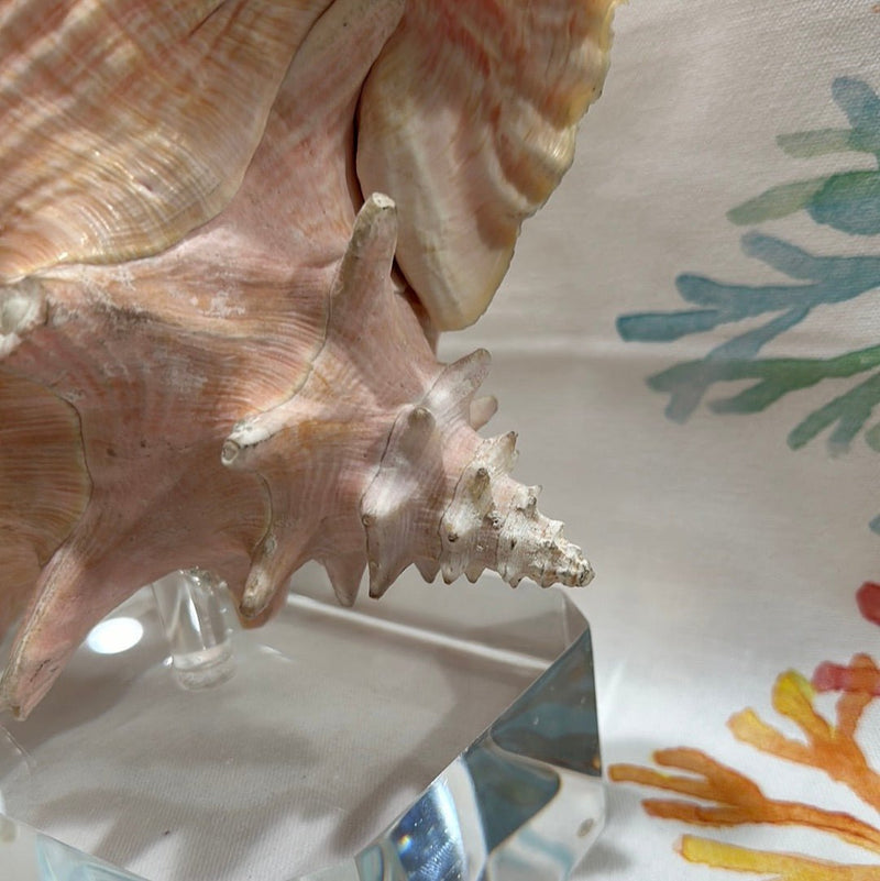 Pink Conch on Acrylic Base - Tideline