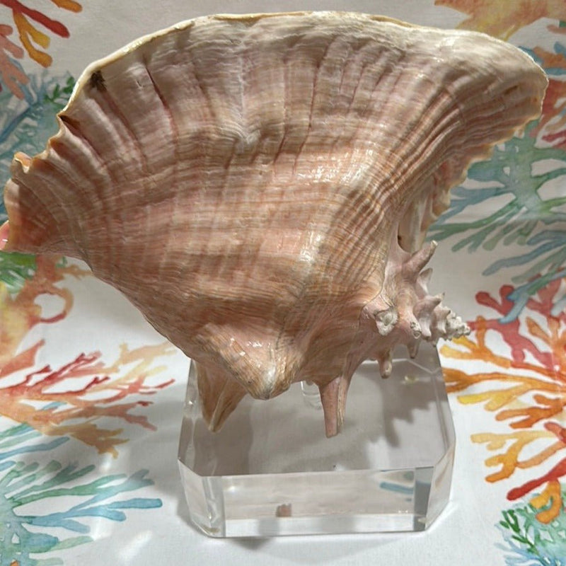 Pink Conch on Acrylic Base - Tideline