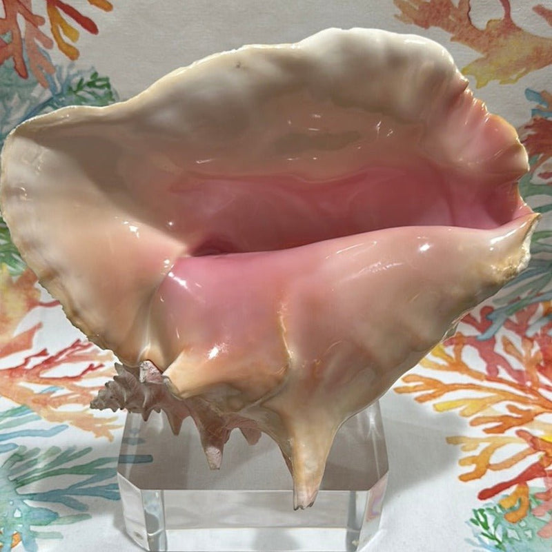 Pink Conch on Acrylic Base - Tideline