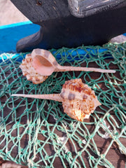 Pink Mouth Snipes Bill Murex - ShellsLoving Coastal Living