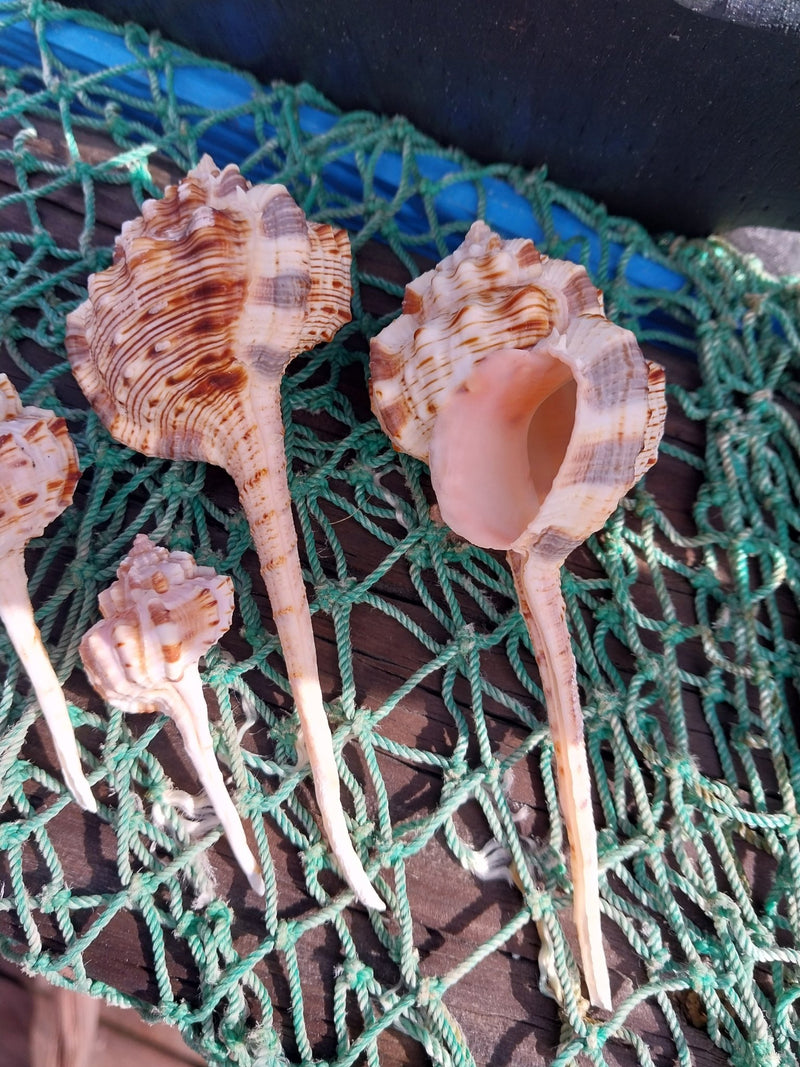 Pink Mouth Snipes Bill Murex - ShellsLoving Coastal Living