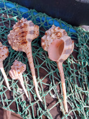 Pink Mouth Snipes Bill Murex - ShellsLoving Coastal Living