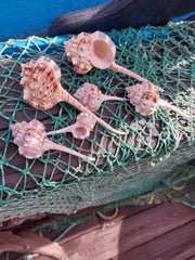 Pink Mouth Snipes Bill Murex - ShellsLoving Coastal Living