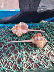 Pink Mouth Snipes Bill Murex - ShellsLoving Coastal Living