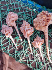 Pink Mouth Snipes Bill Murex - ShellsLoving Coastal Living