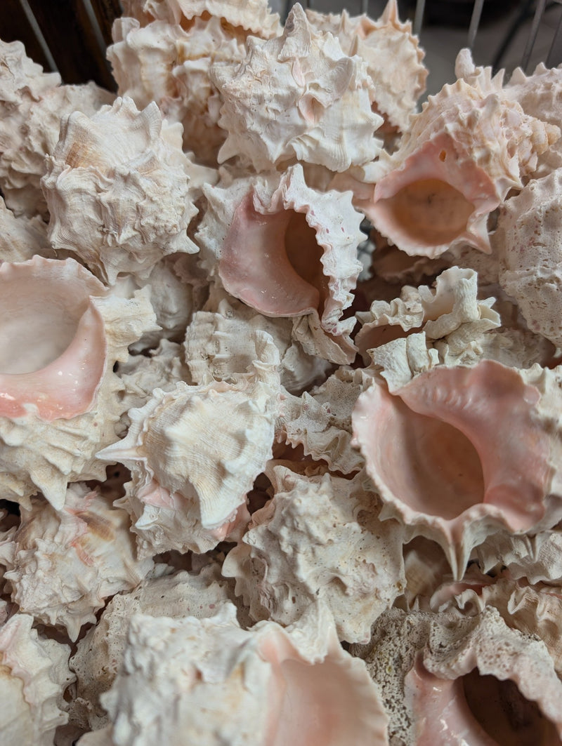 Pink Murex Shells 3 - 4” - ShellsLoving Coastal Living
