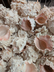 Pink Murex Shells 3 - 4” - ShellsLoving Coastal Living