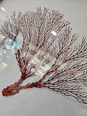 Pink Sea Fan Shadow Box - 20