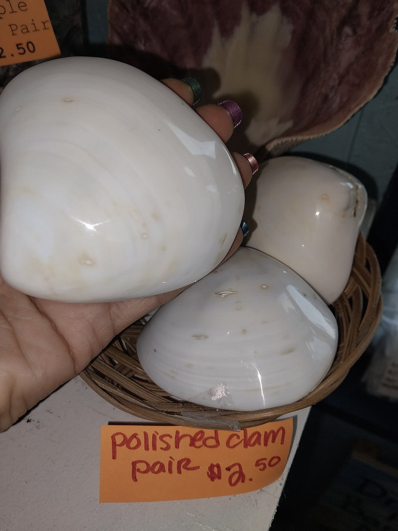 Polished Clam Shell Pair - ShellsLoving Coastal Living