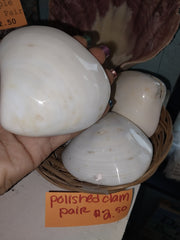 Polished Clam Shell Pair - ShellsLoving Coastal Living