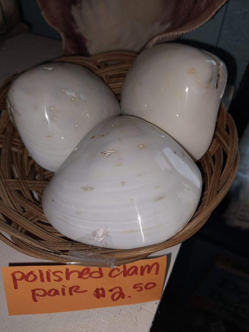 Polished Clam Shell Pair - ShellsLoving Coastal Living