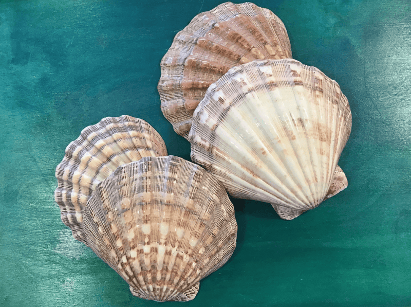 Polished Lions Paw - Loving Coastal Living