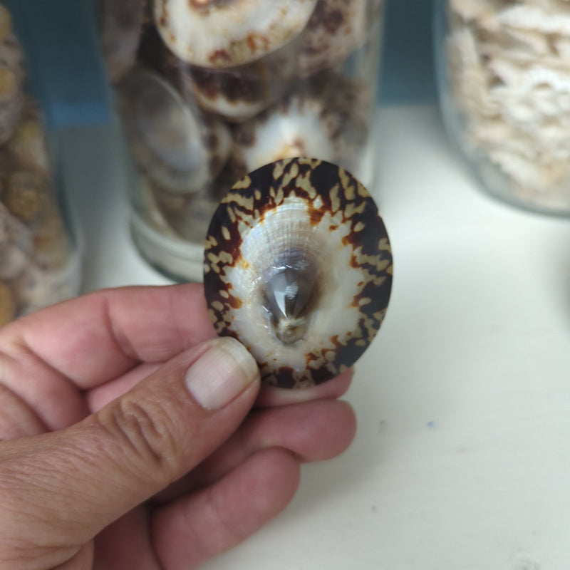 Polished Owl Limpet - Loving Coastal Living