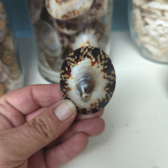 Polished Owl Limpet - Loving Coastal Living