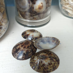 Polished Owl Limpet - Loving Coastal Living