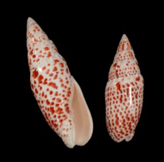 Polished Papal Miter - Mitra papilis - Tideline