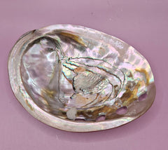 Polished Red Abalone Shell - 6