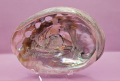 Polished Red Abalone Shell - 6