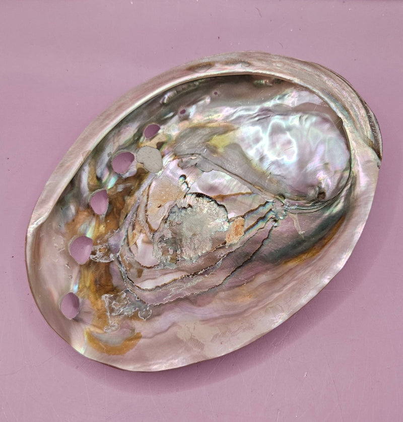 Polished Red Abalone Shell - 6"x4.5" Natural Shell for Décor, Smudging, and Crafts - ShelllsLoving Coastal Living