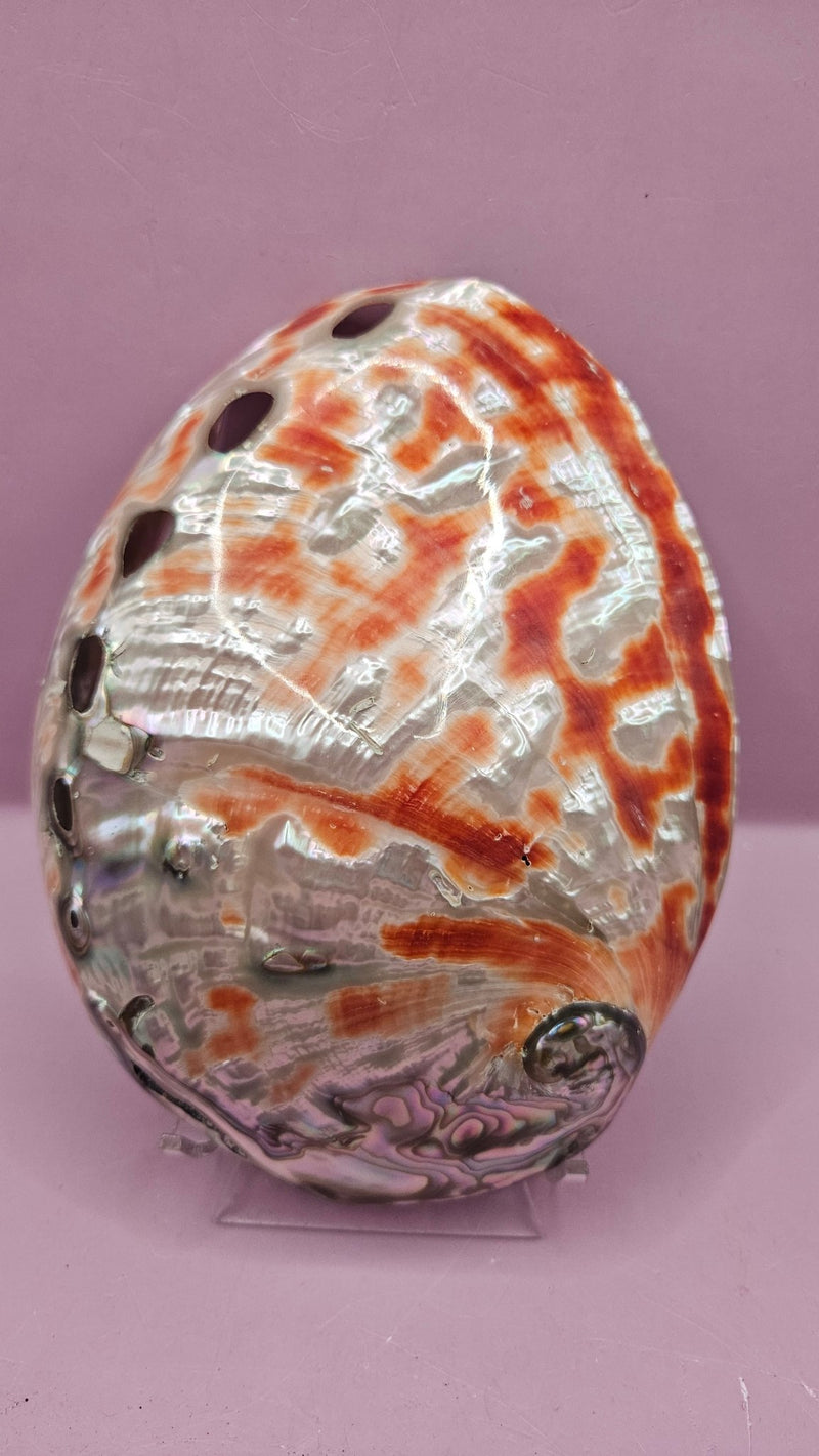 Polished Red Abalone Shell - 6"x4.5" Natural Shell for Décor, Smudging, and Crafts - ShelllsLoving Coastal Living