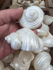 Polished Ribbed Pearl Turbo Shell - ShellsLoving Coastal Living