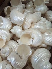 Polished Ribbed Pearl Turbo Shell - ShellsLoving Coastal Living