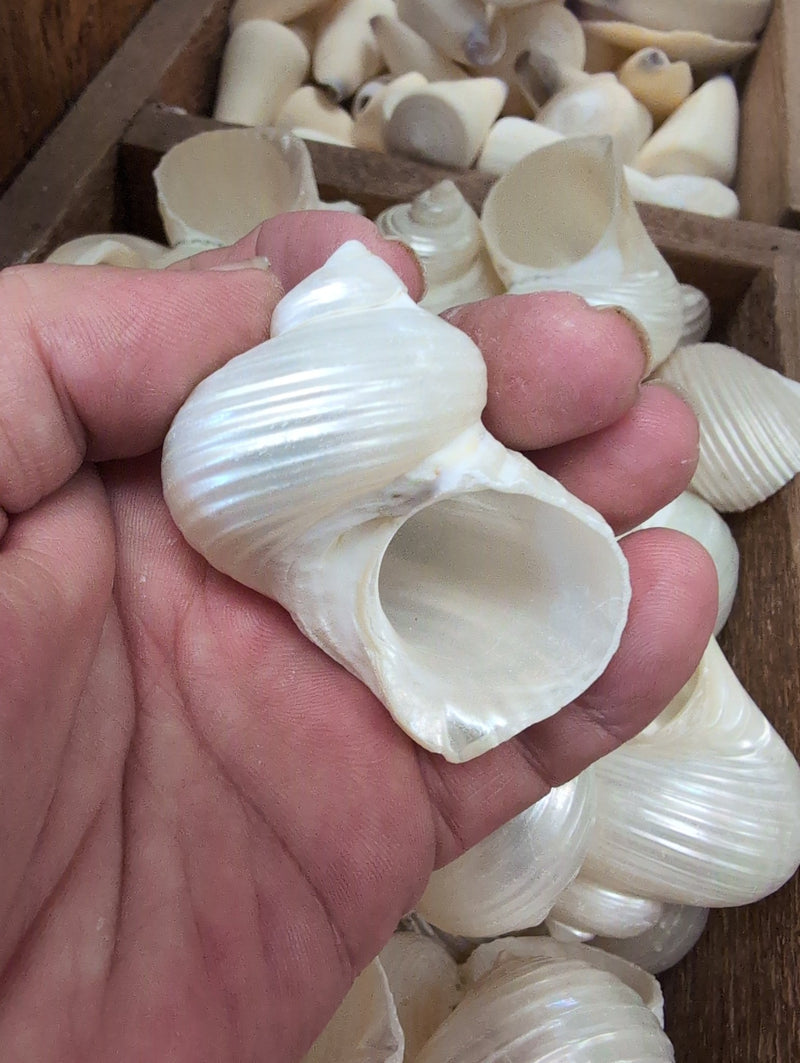 Polished Ribbed Pearl Turbo Shell - ShellsLoving Coastal Living