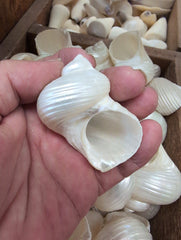 Polished Ribbed Pearl Turbo Shell - ShellsLoving Coastal Living