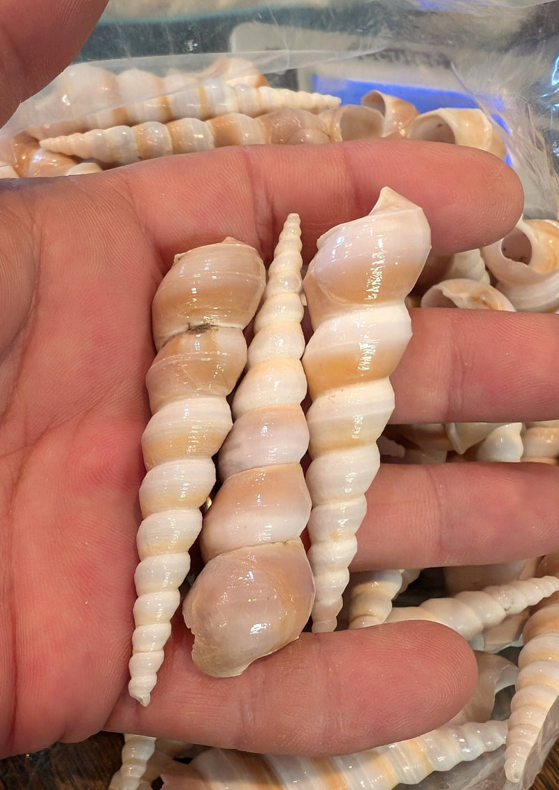 Polished Terebra Turritella Shells - ShellsLoving Coastal Living