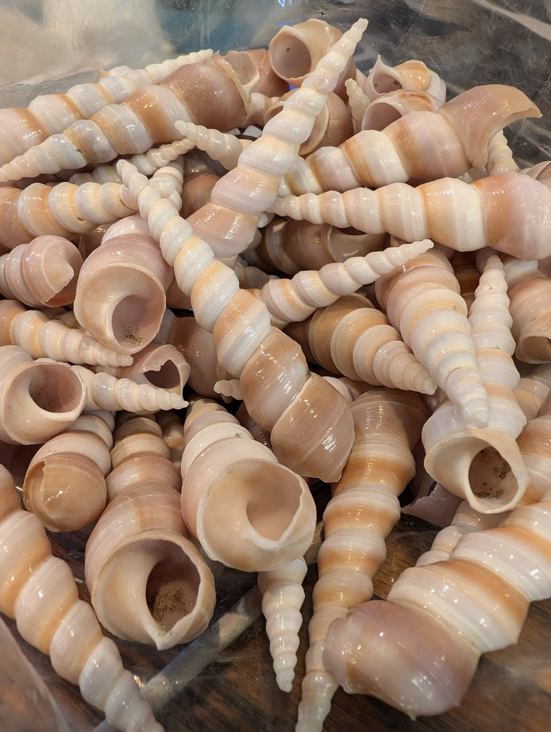 Polished Terebra Turritella Shells - ShellsLoving Coastal Living