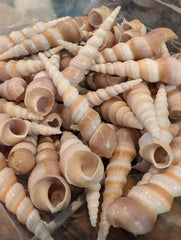 Polished Terebra Turritella Shells - ShellsLoving Coastal Living