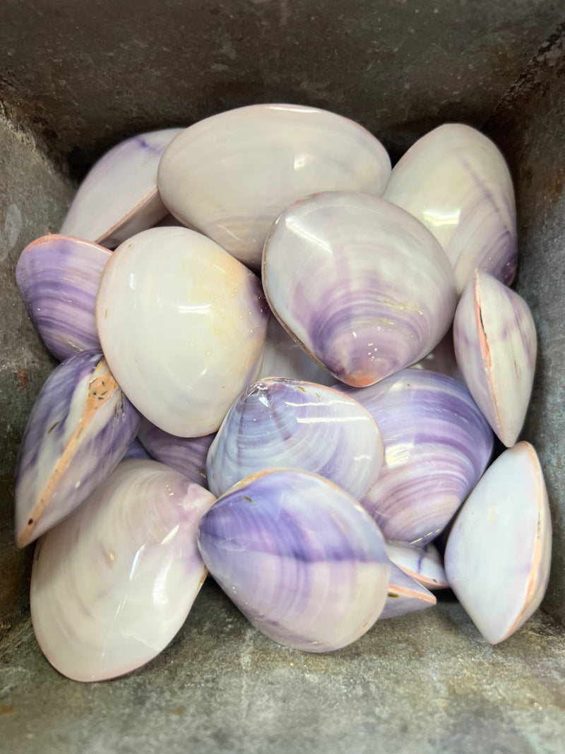 Purple Clam Shell Pairs - 5 sizes - ShellsLoving Coastal Living