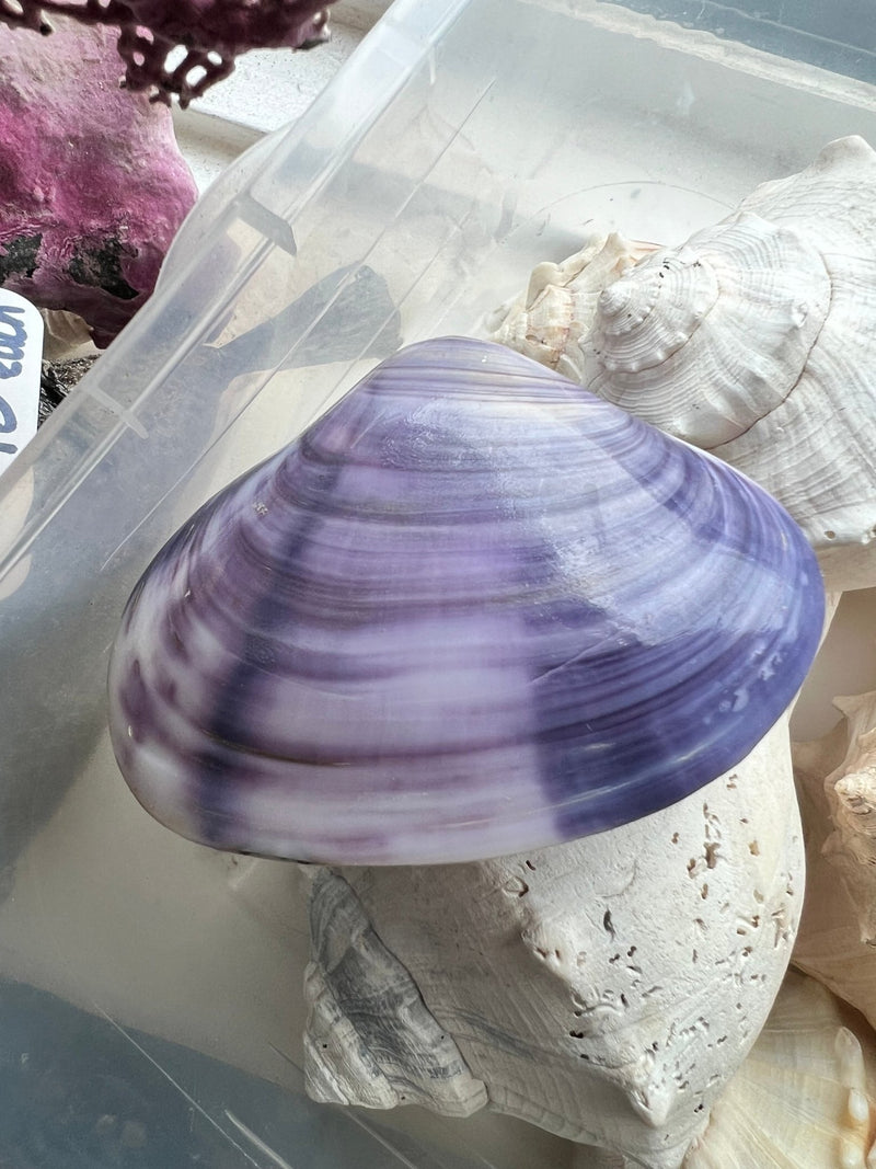 Purple Clam Shell Pairs - 5 sizes - ShellsLoving Coastal Living