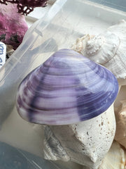 Purple Clam Shell Pairs - 5 sizes - ShellsLoving Coastal Living