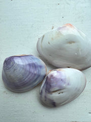 Purple Clam Shell Pairs - 5 sizes - ShellsLoving Coastal Living