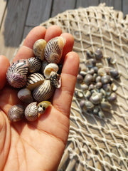 Purpley Mixed Nerita Snail Small Shells Seashells Black Purple White ZigZag Striped Spotted Pattern Art Crafts Sailor Valentine Supplies Spiral Top - ShellsLoving Coastal Living