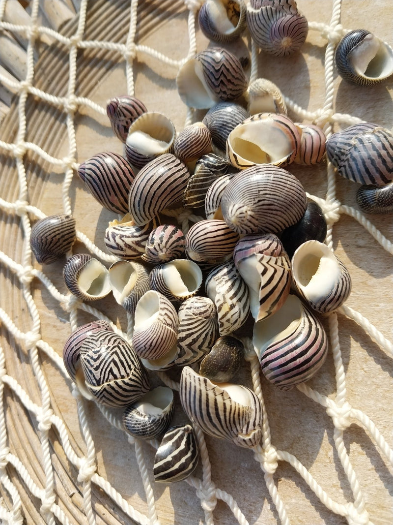 Purpley Mixed Nerita Snail Small Shells Seashells Black Purple White ZigZag Striped Spotted Pattern Art Crafts Sailor Valentine Supplies Spiral Top - ShellsLoving Coastal Living