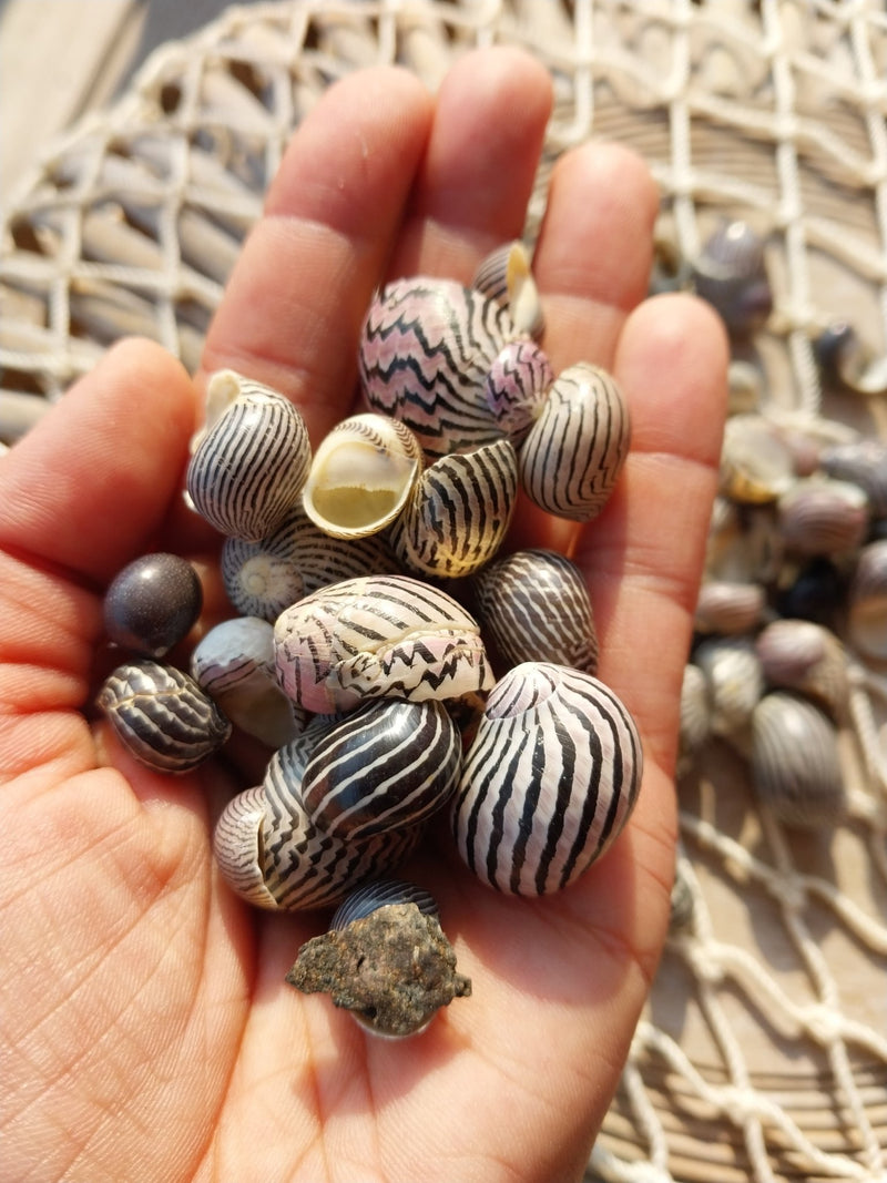 Purpley Mixed Nerita Snail Small Shells Seashells Black Purple White ZigZag Striped Spotted Pattern Art Crafts Sailor Valentine Supplies Spiral Top - ShellsLoving Coastal Living