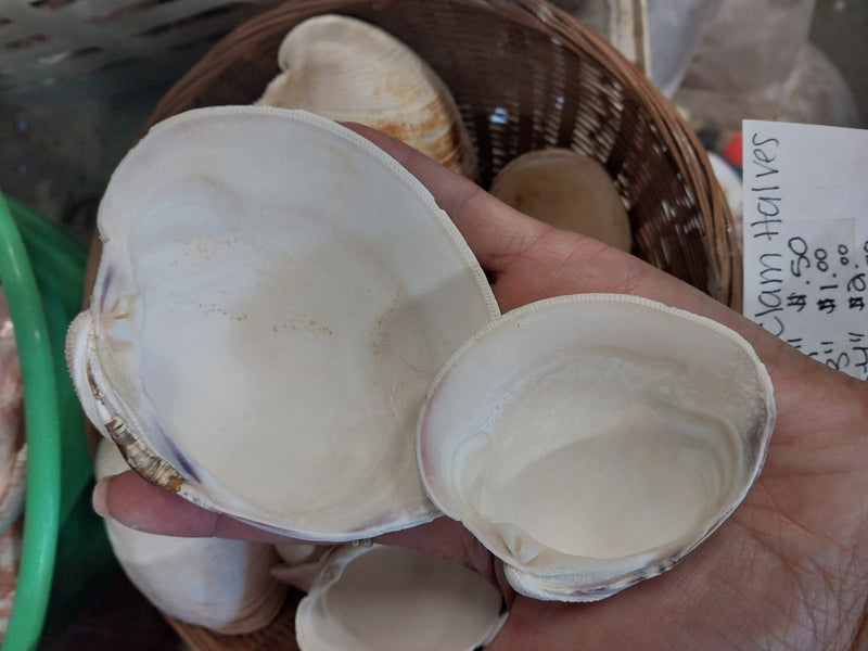 Quahog Clam halves - Loving Coastal Living