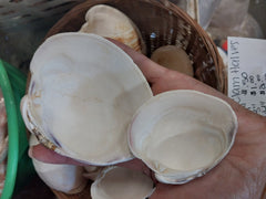 Quahog Clam halves - Loving Coastal Living