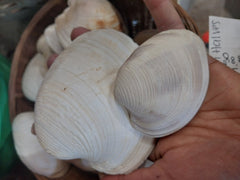 Quahog Clam halves - Loving Coastal Living