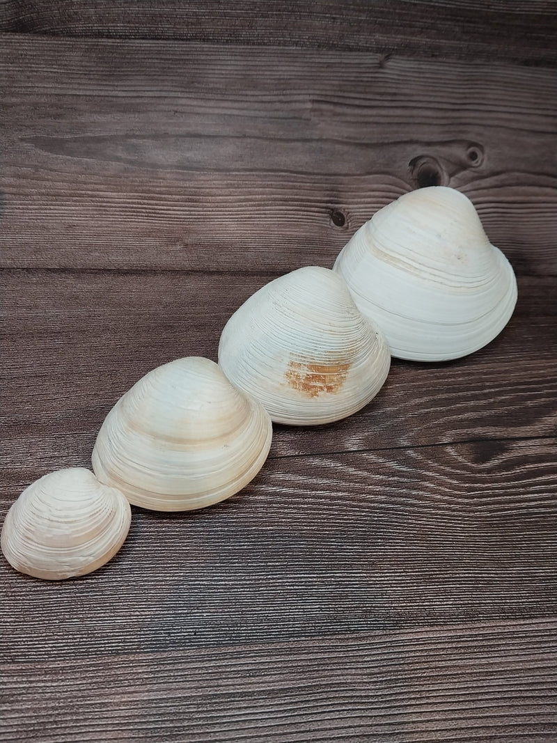 Quahog Clam Pair - Loving Coastal Living