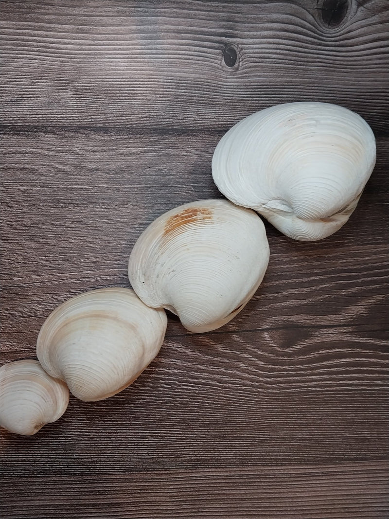 Quahog Clam Pair - Loving Coastal Living