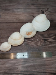 Quahog Clam Pair - Loving Coastal Living